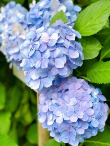 青紫陽花